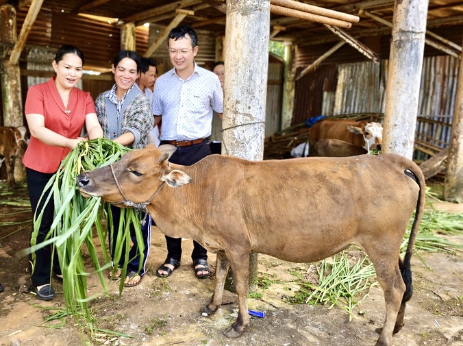 Chương trình hỗ trợ nuôi bò sinh sản cho hộ nghèo đã được triển khai ở nhiều địa phương, giúp người dân cải thiện PG88 ⭐ Link trang chủ số 1 nhà cái PG88 com casino slot, tăng thu nhập. Ảnh DH