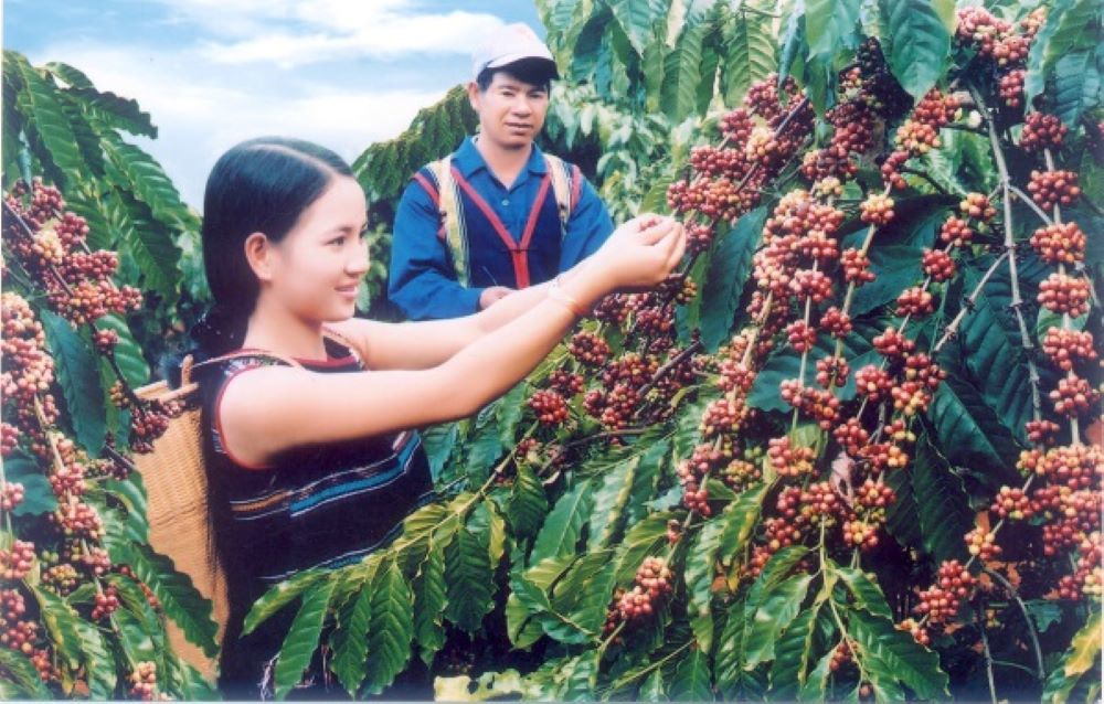 Hỗ trợ nông hộ trồng cà phê vượt qua các “rào cản” để đáp ứng quy định EUDR