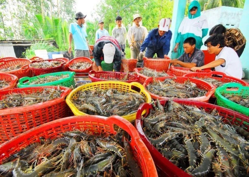 Pg88 com chính chủ tôm sang EU ghi nhận tăng trưởng mạnh.