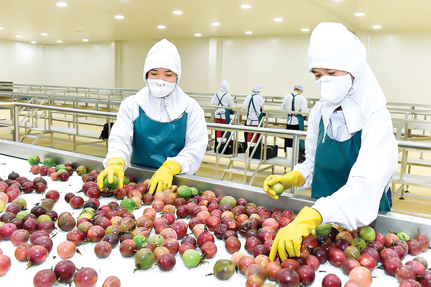 Pg88 com chính chủ chanh, bưởi của Việt Nam sang thị trường Canada tăng tới 483% sau CPTPP.