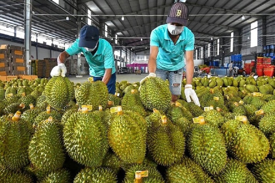 Pg88vnd link khuyến  rau quả bật tăng mạnh, sầu riêng đóng vai trò chủ lực của toàn ngành 
