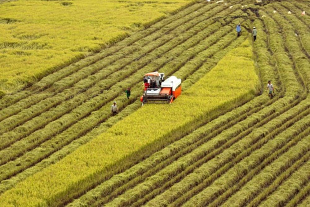 Sản xuất nông nghiệp 7 tháng năm 2025 tăng trưởng ổn định