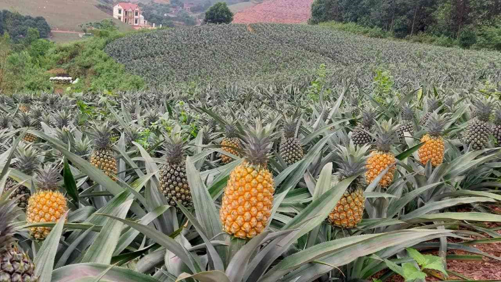 Cánh đồng dứa ở Đồng Giao, Ninh Bình.