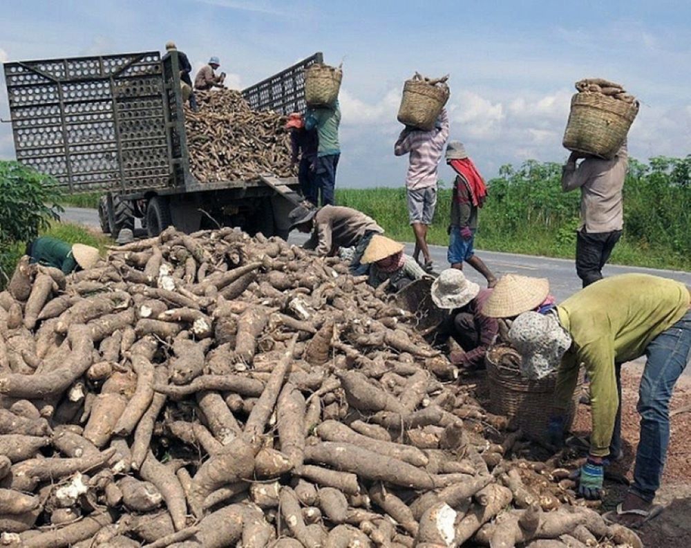 Ngành sắn đang đối mặt với nhiều thách thức cần giải quyết.