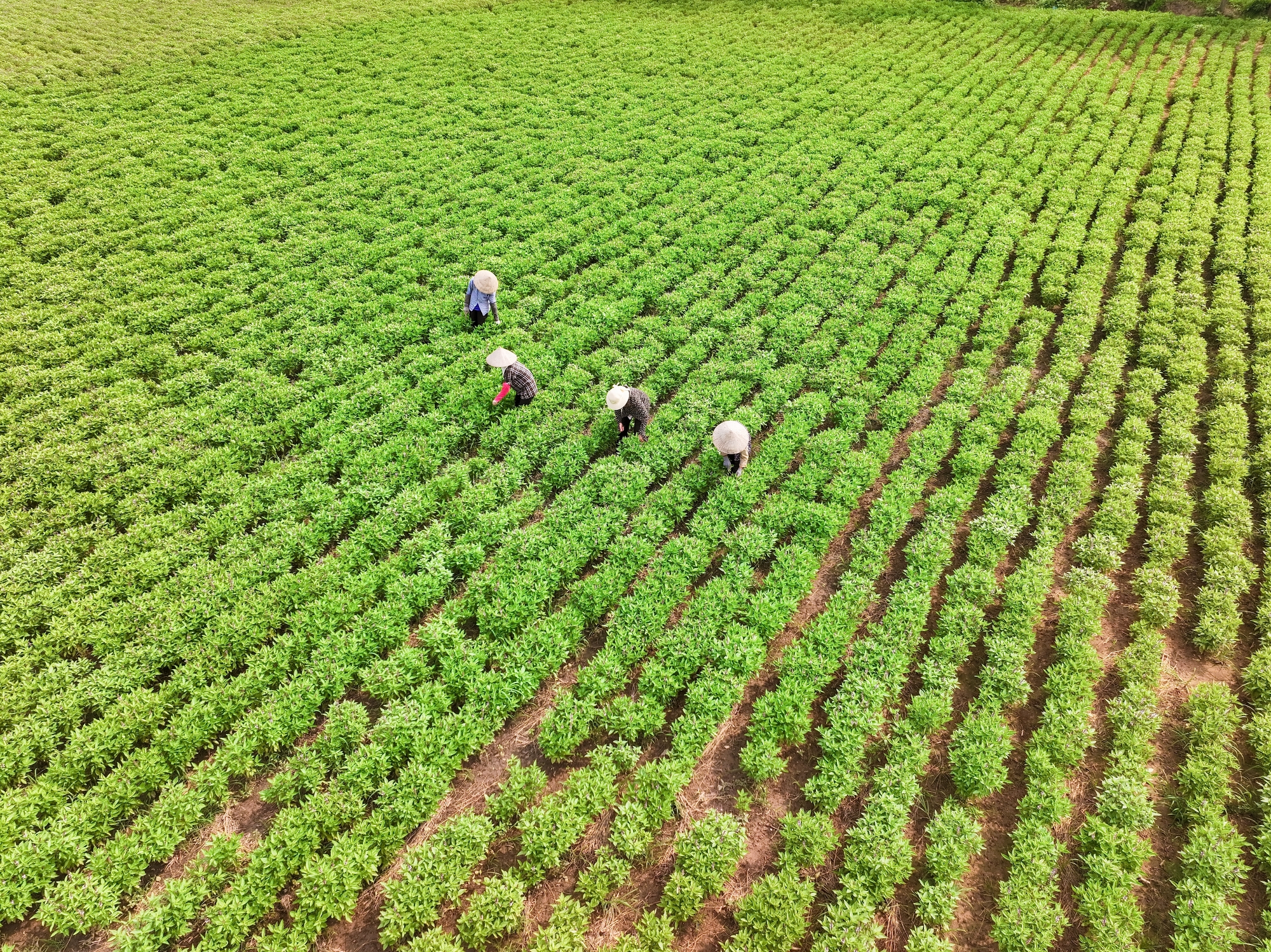 AIG liên kết với nông dân địa phương phát triển vùng nguyên liệu bền vững, ổn định sinh kế và nâng cao đời sống Link Đăng Nhập PG88 Chính Thức 2026 nhiều địa phương.