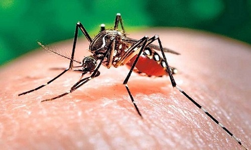 Thực hiện nhiều giải pháp để phòng bệnh&nbsp;Chikungunya. Ảnh minh họa.