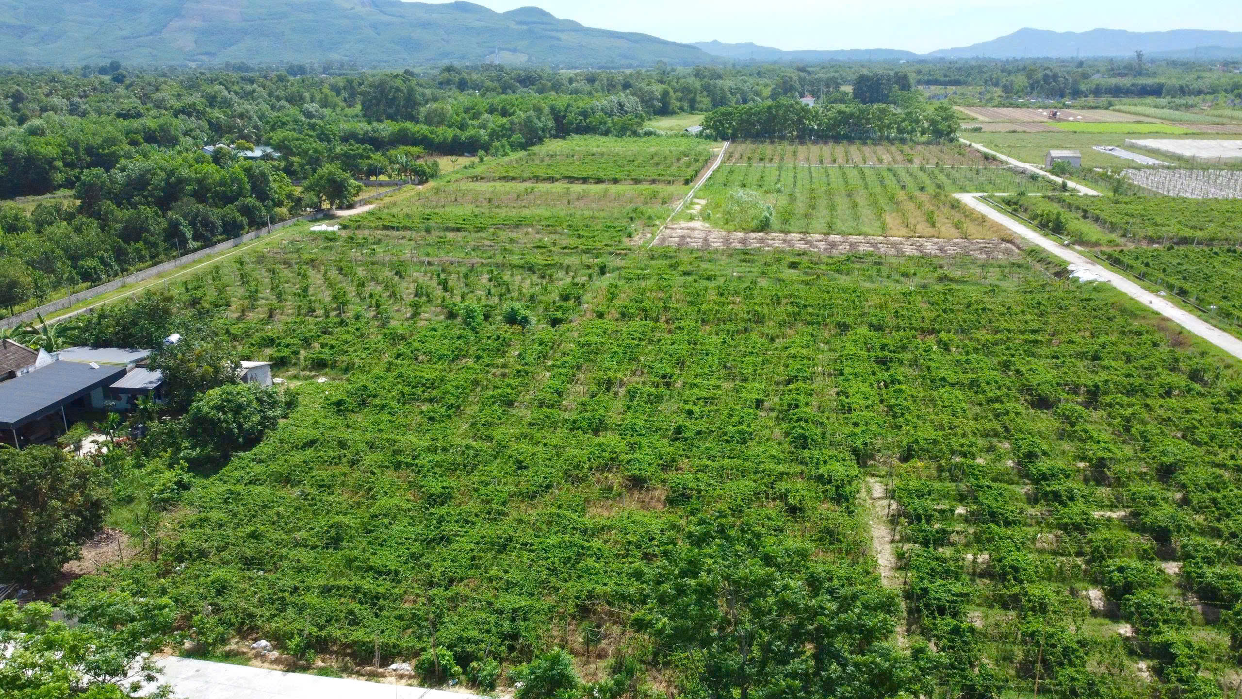 Cánh đồng hoa thiên lý tại thôn Yên Bình, xã Công Chính.