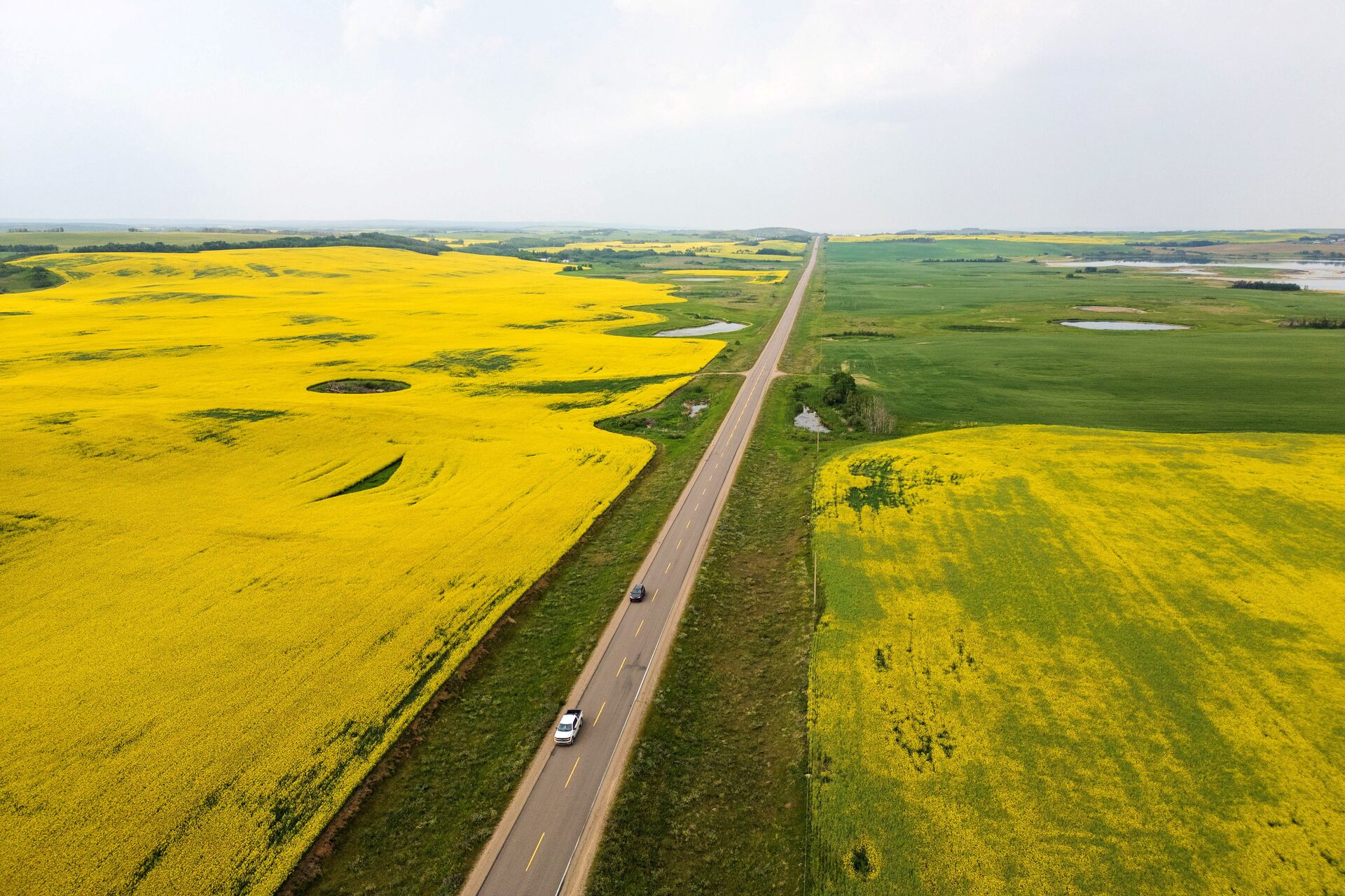 Một cánh đồng cải dầu ở Saskatchewan,Canada - Ảnh: Reuters
