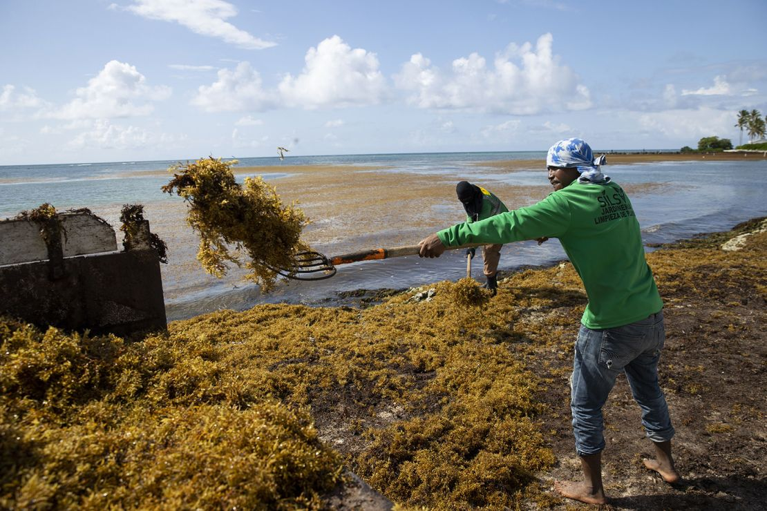 Khủng hoảng tảo biển sargassum