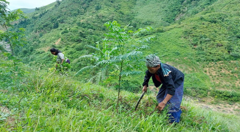 Phụ nữ đồng bào dân tộc thiểu số ở xã Dân Hóa PG88 hơn 2,1 triệu thành viên PG88 ⭐ Link trang chủ số 1 nhà cái PG88 com casino slot rừng trồng. Ảnh: X.P