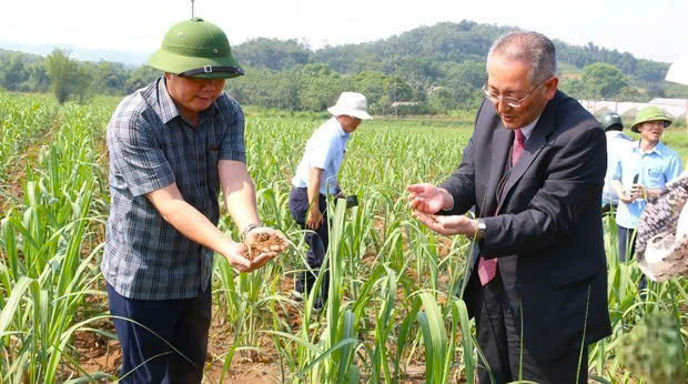 Chuyển đổi xanh trên cây mía ở Lasuco.