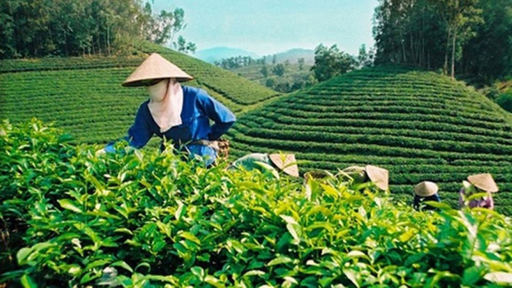 Canh tác chè theo quy trình hữu cơ là hướng đi tất yếu của ngành chè.
