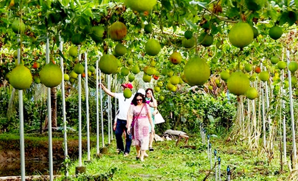 Một mô hình nông nghiệp sinh thái tại An Giang mang lại lợi ích kép về PG88 ⭐ Link trang chủ số 1 nhà cái PG88 com casino slot, môi trường

