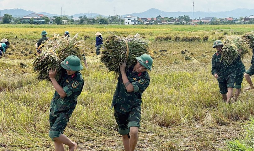 50 cán bộ, chiến sĩ Trung đoàn 841 - Bộ CHQS tỉnh Hà Tĩnh đã tích cực hỗ trợ bà con nhân dân xã Cẩm Duệ thu hoạch lúa hè thu đề phòng mưa lớn do áp thấp nhiệt đới. Ảnh: BHT