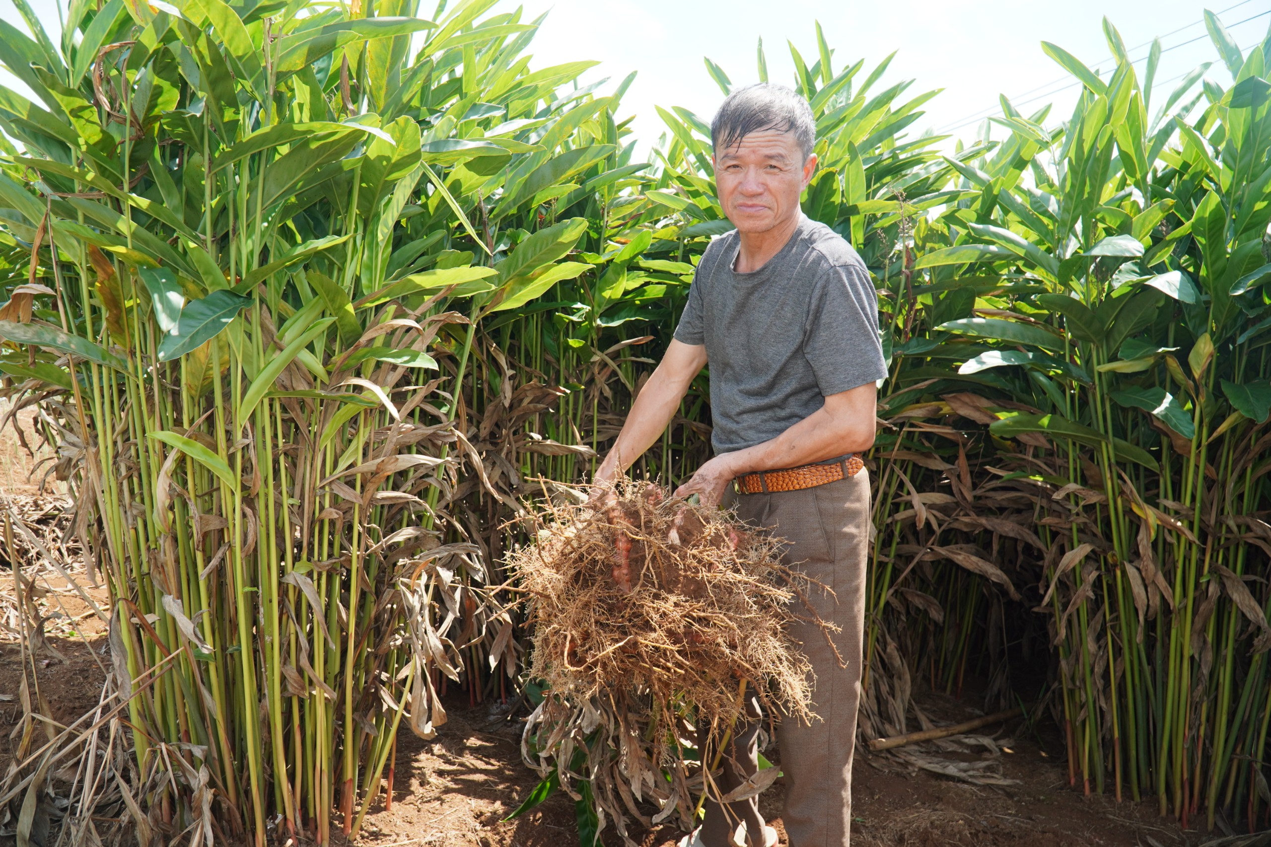 Theo ông Xanh, cây riềng&nbsp;ít sâu bệnh, không kén đất, hầu như chẳng phải tưới tắm cầu kỳ.