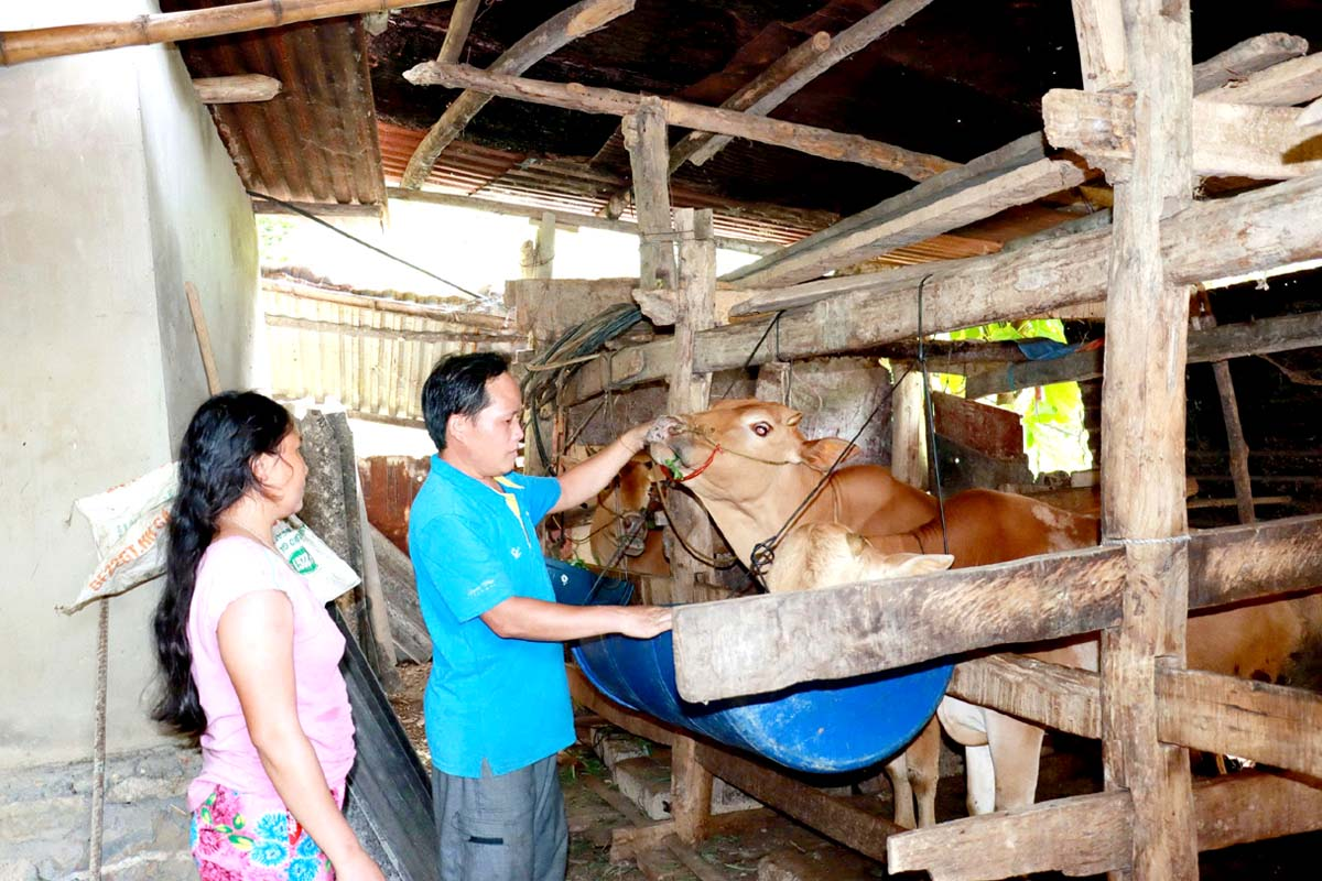Được hướng dẫn cách chăm sóc, phòng chống bệnh tật, nuôi bò vỗ béo đang từng bước tạo sinh kế bền vững cho Link Đăng Nhập PG88 Chính Thức 2026 miền núi tại Tuyên Quang.