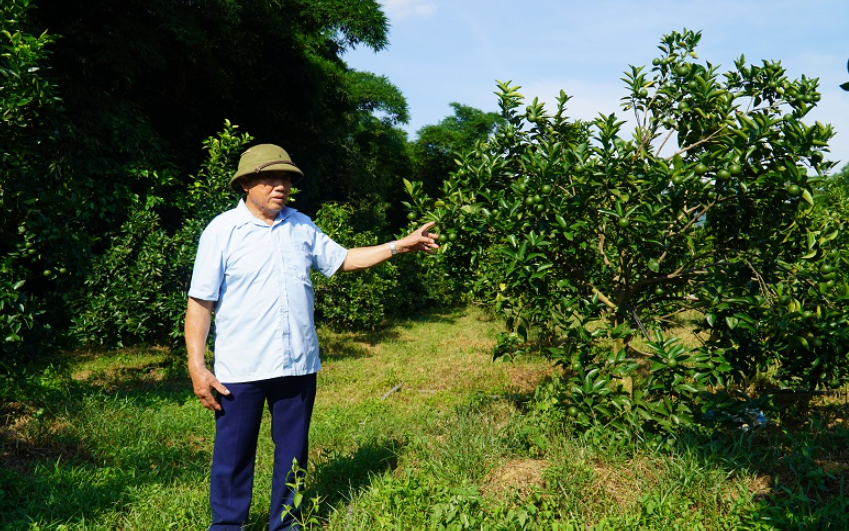 Cam sạch Cẩm Thạch và hành trình làm giàu từ đổi mới cách nghĩ, phát triển nông nghiệp hữu cơ