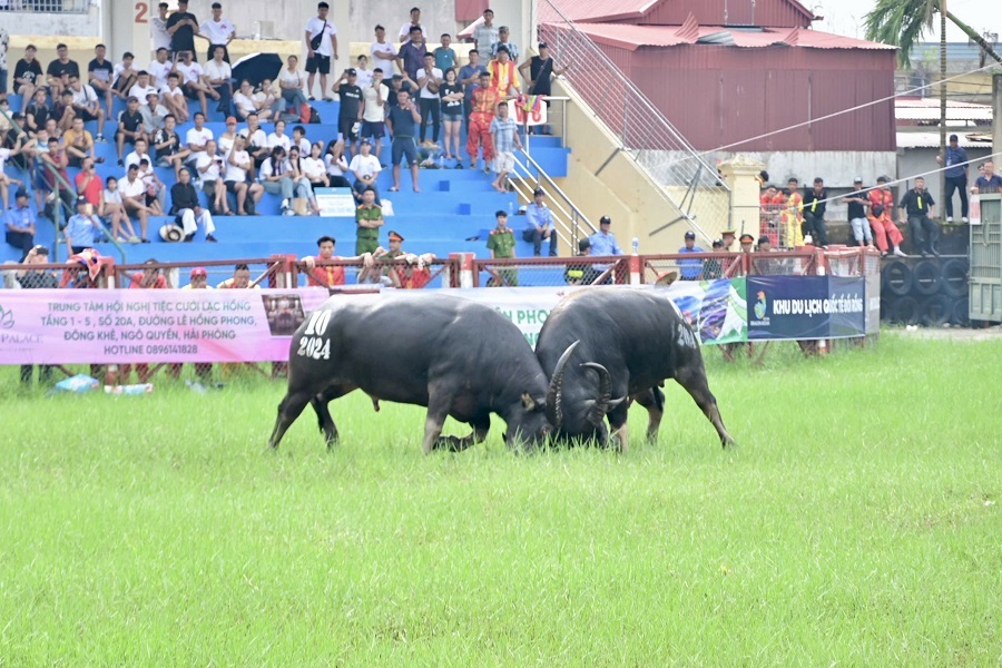 Lễ hội chọi trâu Đồ Sơn, Hải Phòng