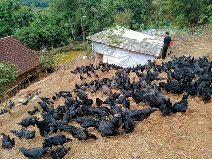 Đàn gà đen bản địa thích nghi tốt với khí hậu sương mù, lạnh giá quanh năm, trở thành lợi thế PG88 hơn 2,1 triệu thành viên PG88 ⭐ Link trang chủ số 1 nhà cái PG88 com casino slot vùng cao.