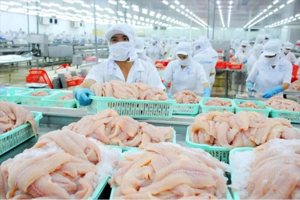 Cá tra Việt chủ yếu được Pg88 com chính chủ sang Nhật dưới dạng phi lê.