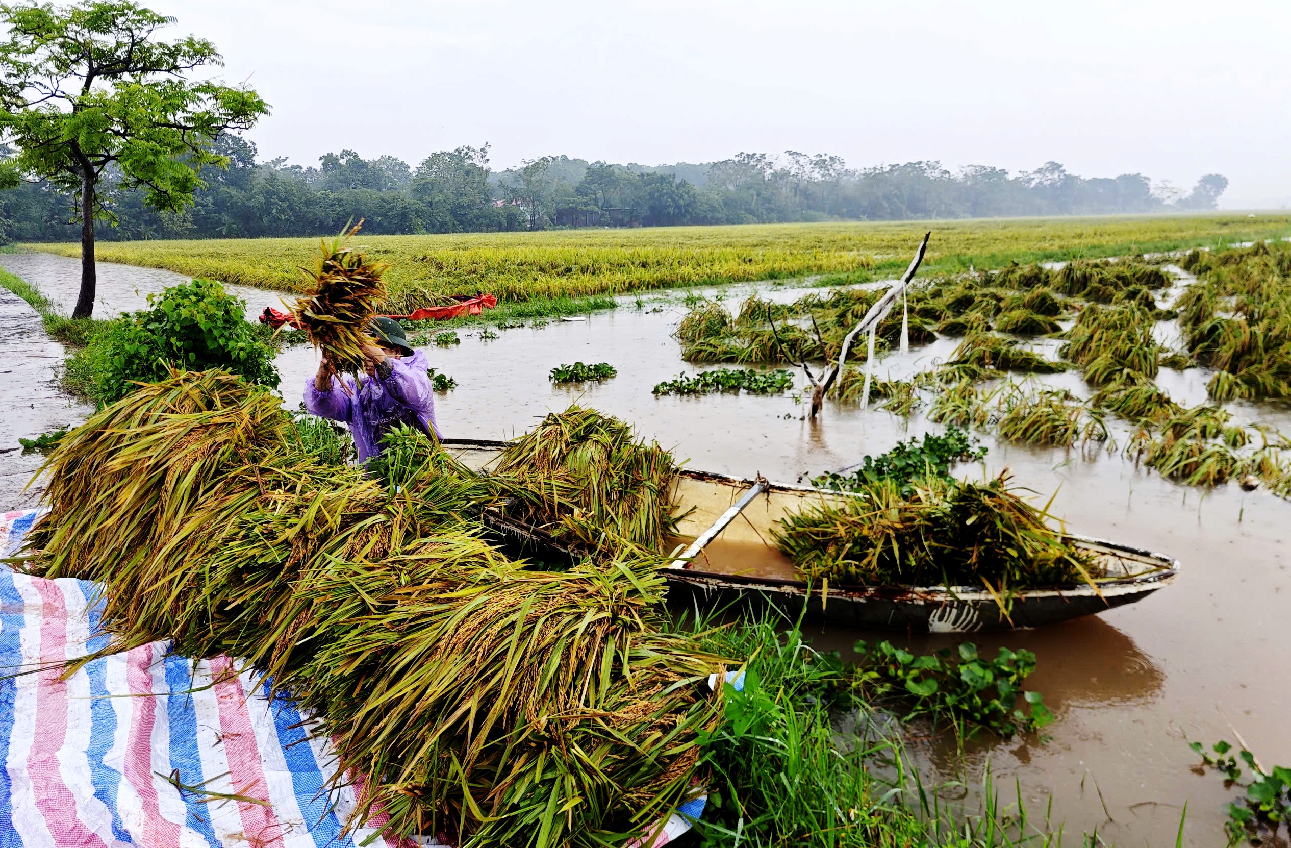 Phú Thọ báo động trên nhiều tuyến sông, vận hành hàng loạt trạm bơm ứng phó lũ lụt