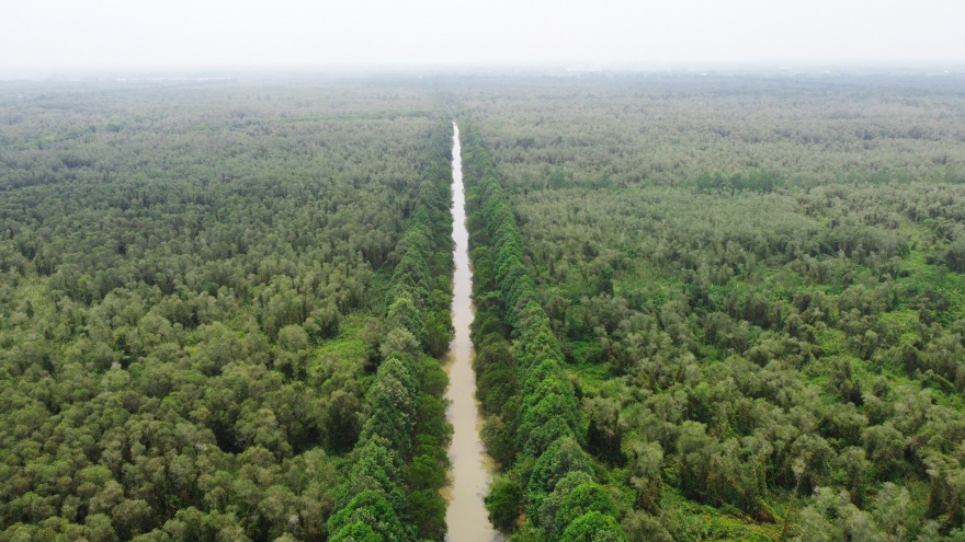 Cùng với trồng lúa phát thải thấp, rừng mà một trong những hướng đi triển vọng cho Link Trang Chủ PG88.Com Mới #2026 carbon.