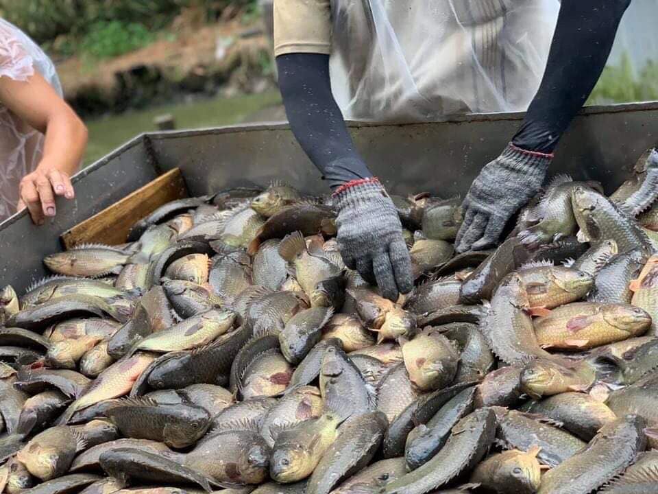 Nông dân “đổi đời” khi nuôi cá rô đầu vuông thương phẩm