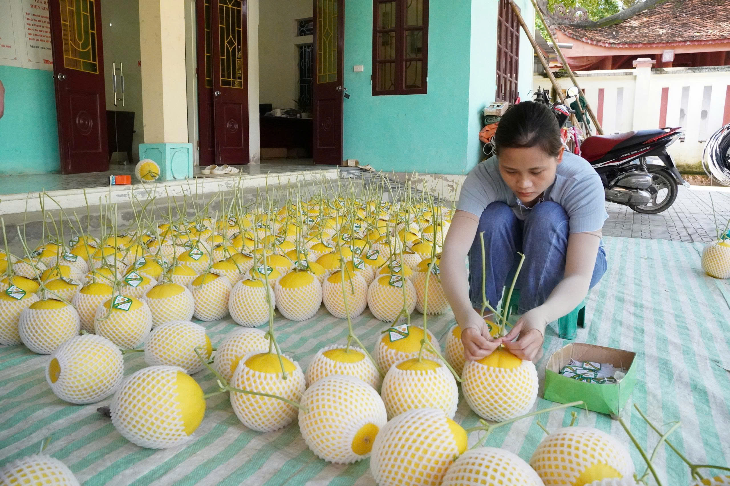Sản phẩm dưa lưới VietGAP Thiệu Hưng được tiêu thụ tại nhiều tỉnh, thành phố lớn trong cả nước.