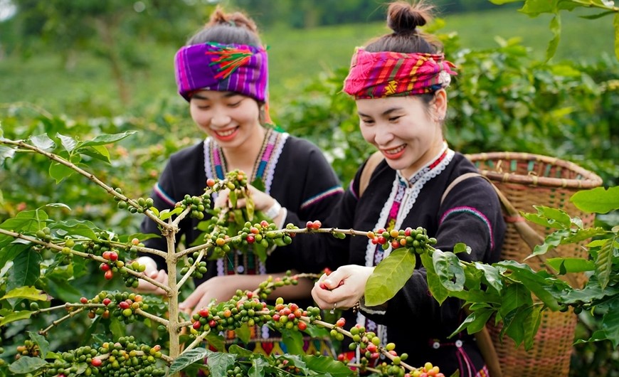 &nbsp;Du khách trong bộ trang phục người Vân Kiều trải nghiệm hái cà phê.&nbsp;Ảnh: Lân Homi.