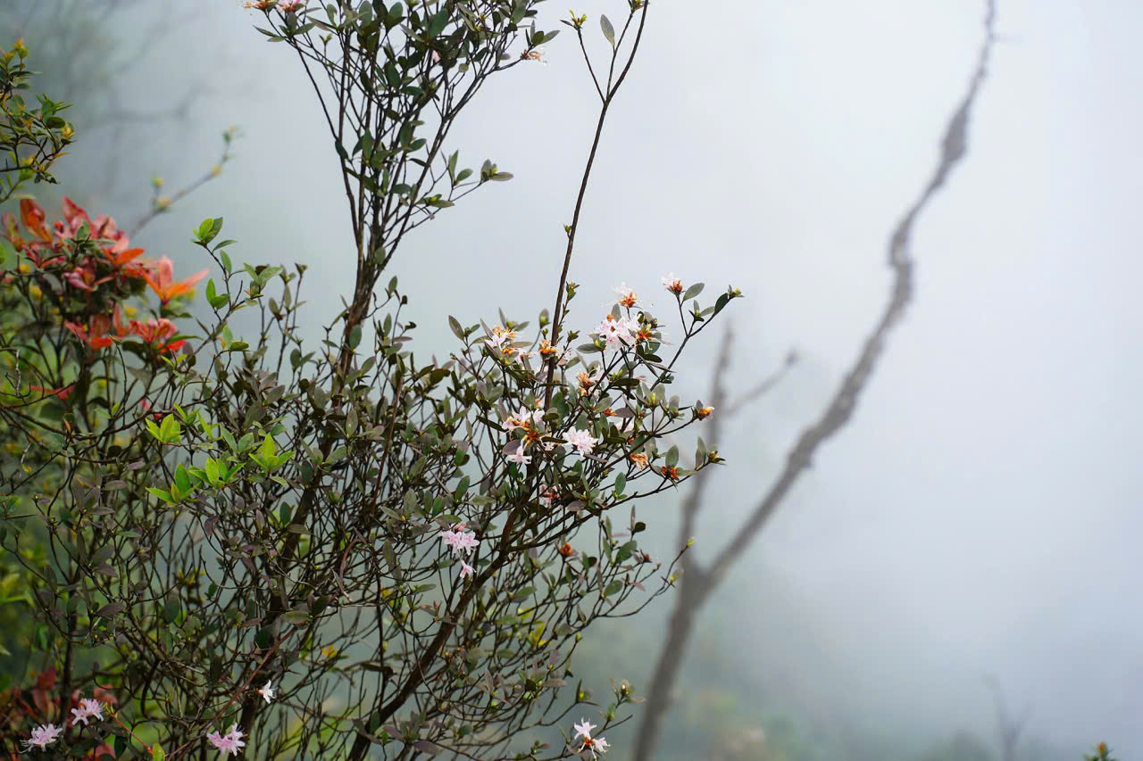 Hoa đỗ quyên nở rộ ở độ cao 1.600m.