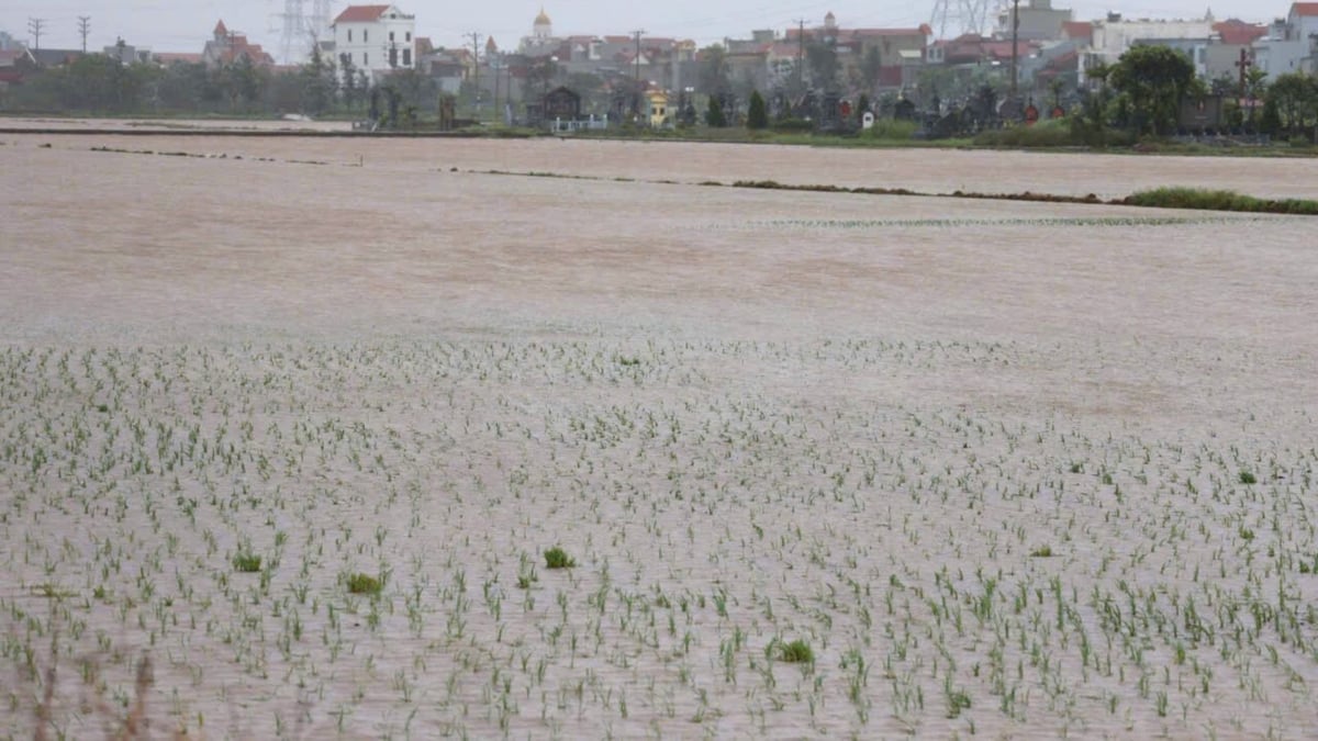 Trong nông nghiệp, bão số 10 khiến hơn 3.150ha lúa mùa tại Ninh Bình bị ngập úng, nghiêng đổ