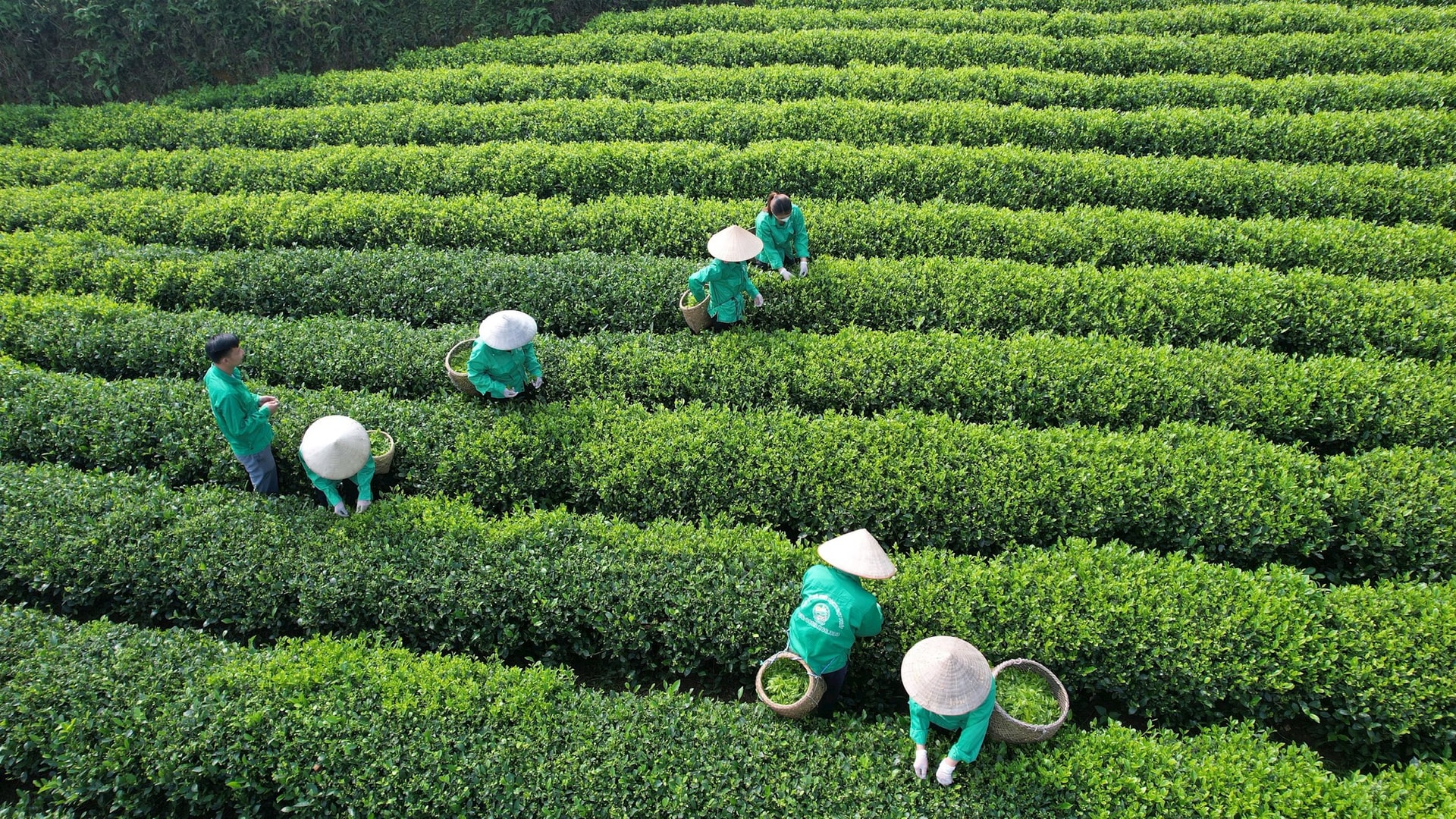 JICA hỗ trợ Nghệ An phát triển nông nghiệp xanh, ứng phó biến đổi khí hậu