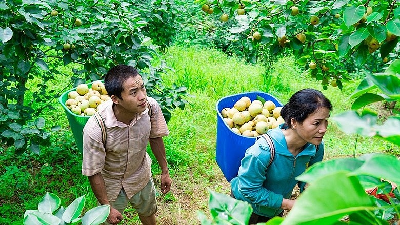 Cây lê được xác định là cây thoát nghèo ở&nbsp; tỉnh Lào Cai.