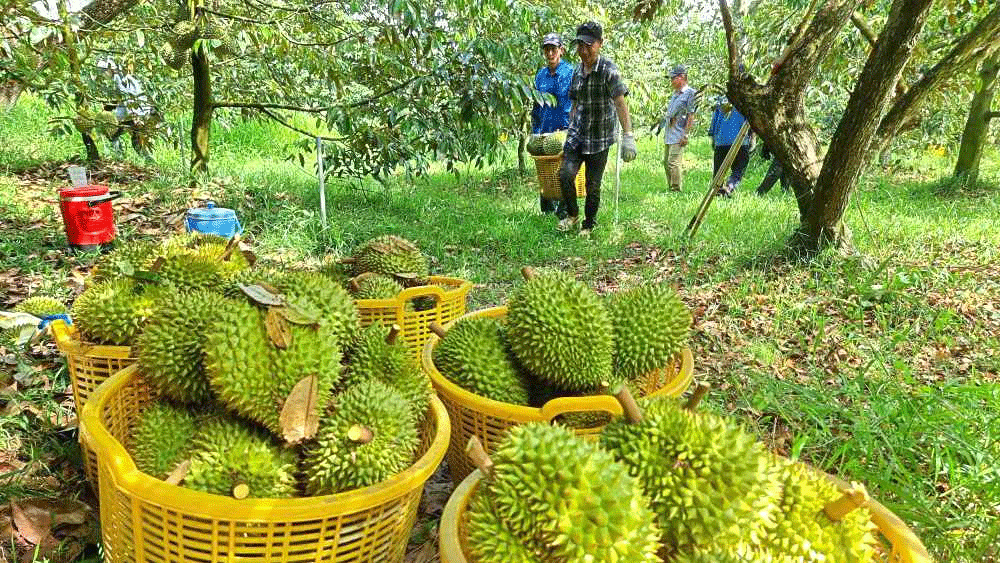 HAG dự kiến tổng diện tích sầu riêng đến cuối năm 2027 sẽ là 3.000 ha.