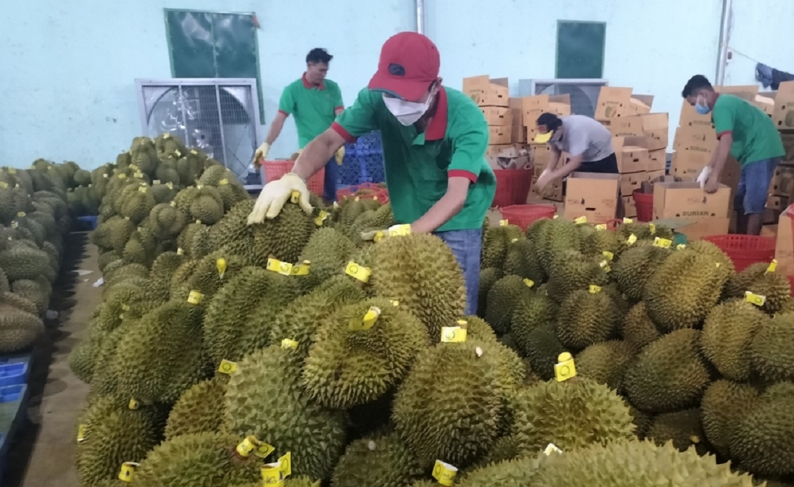 Trong 9 tháng năm 2025, Pg88 com chính chủ sầu riêng sang thị trường Trung Quốc đạt khoảng 2,59 tỷ USD.