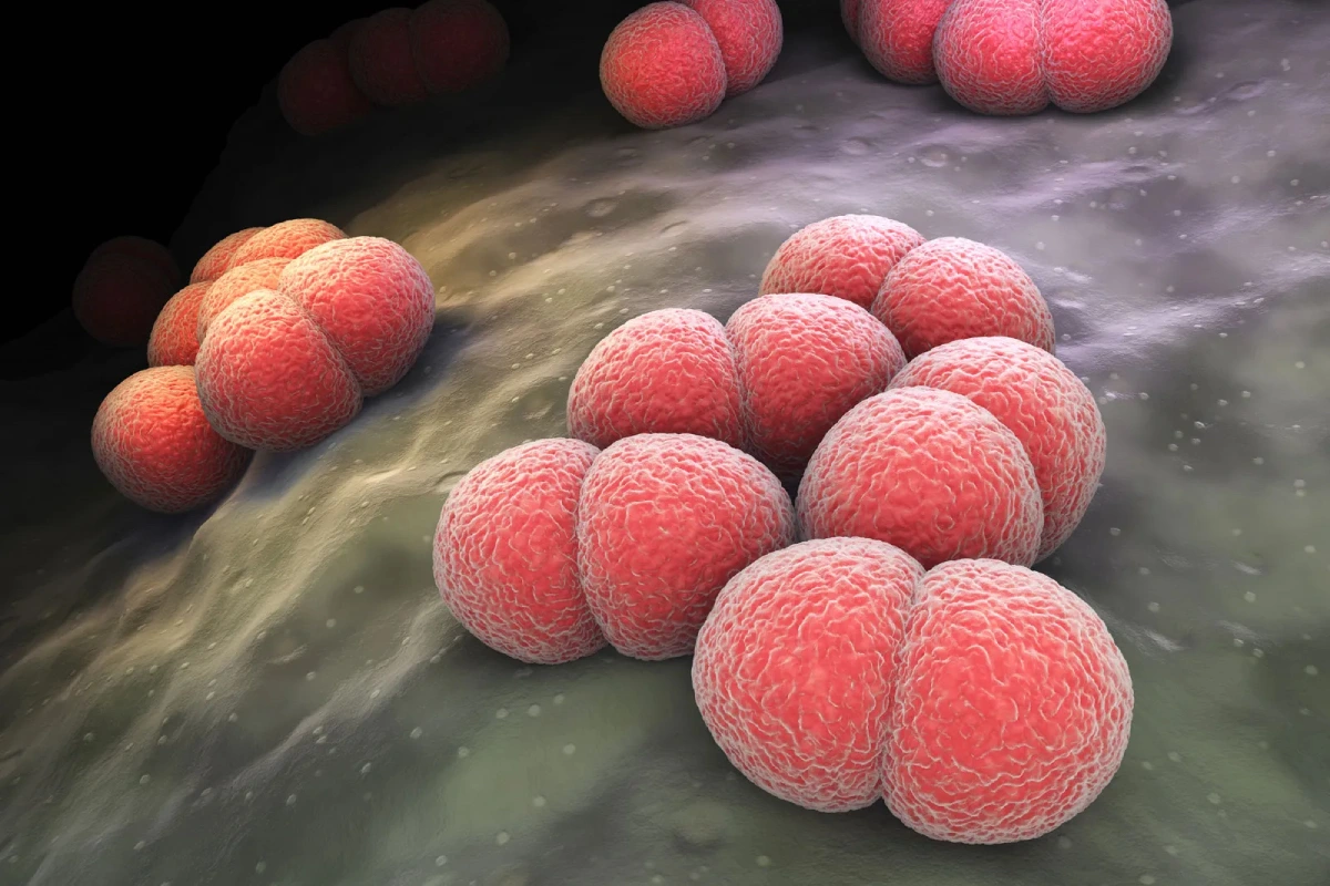 Bệnh não mô cầu xâm lấn (Invasive meningococcal disease - IMD) tuy không phổ biến nhưng rất nghiêm trọng.