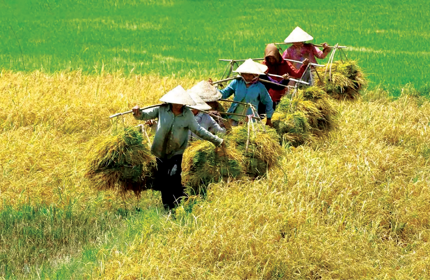 Miễn thuế sử dụng đất nông nghiệp đối với toàn bộ diện tích đất nông nghiệp được Nhà nước giao hoặc công nhận quyền sử dụng đất cho hộ nghèo.