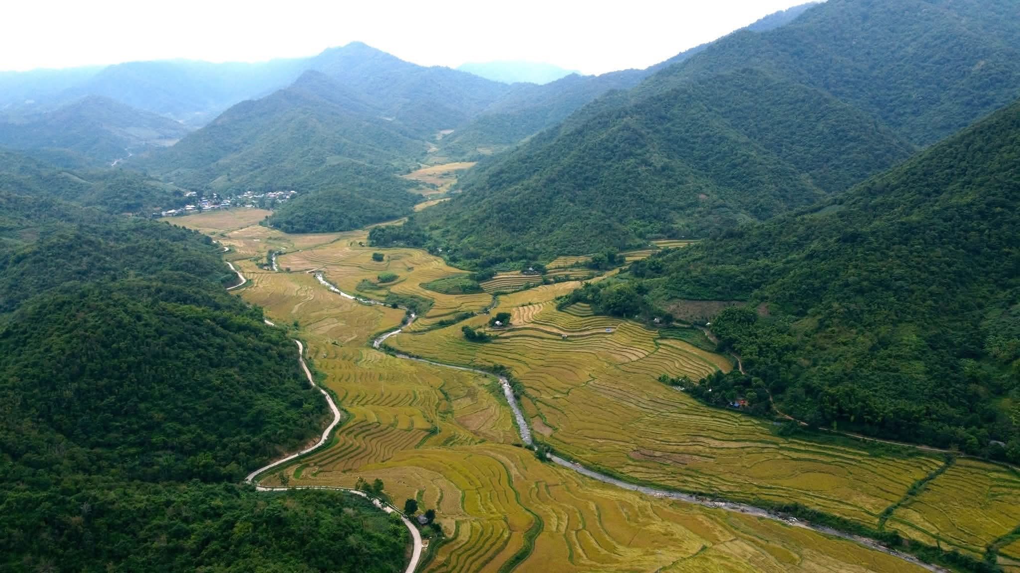 Giữa các thung lủng dọc suối Xim cũng được nhuộm vàng, đẹp như tranh.