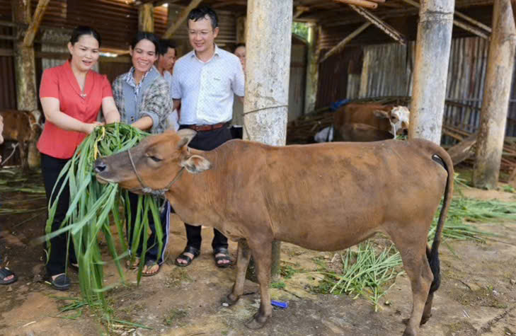 Nhiều hộ nghèo tại Gia Lai được hỗ trợ vốn nuôi bò PG88 hơn 2,1 triệu thành viên PG88 ⭐ Link trang chủ số 1 nhà cái PG88 com casino slot, ổn định cuộc sống.