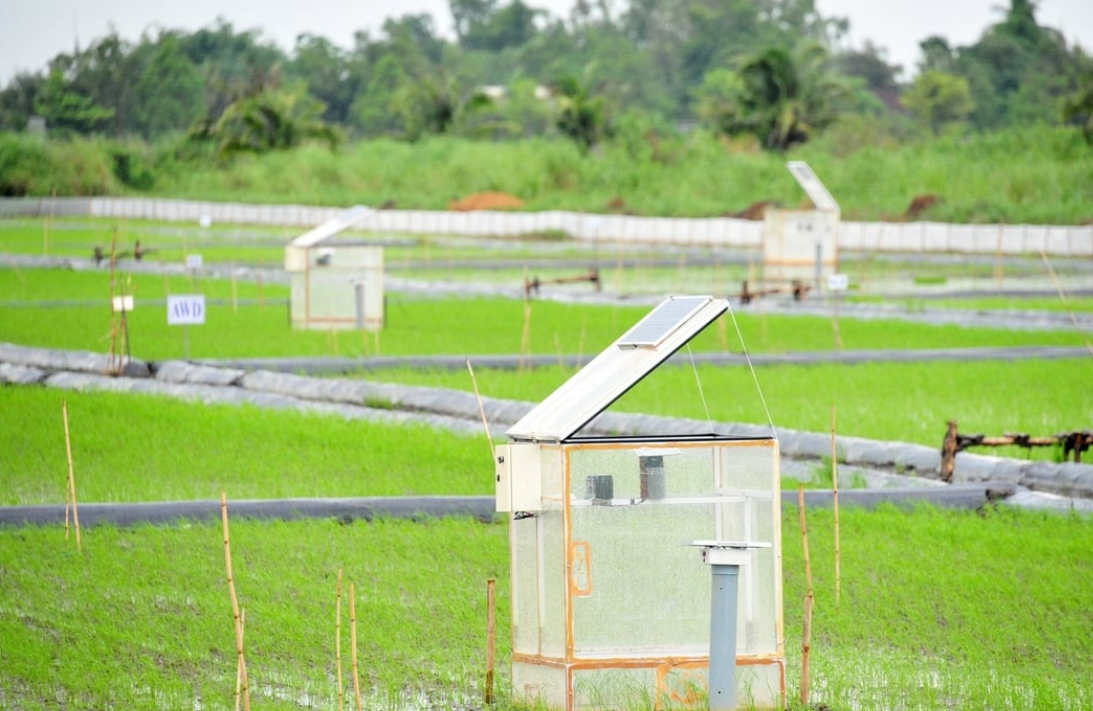 Lắp đặt hệ thống đo lường phát thải trên ruộng lúa.
