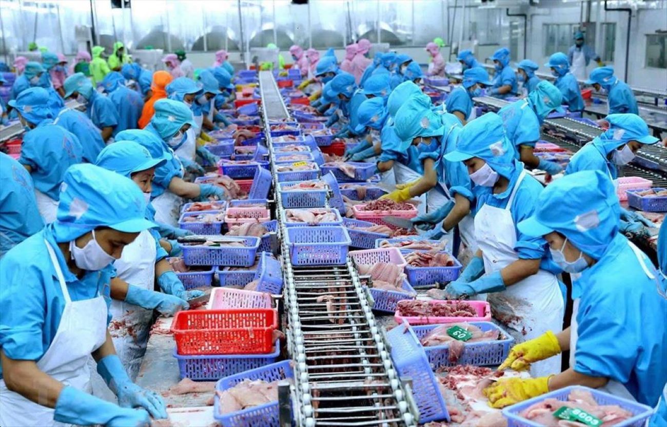 Pg88 com chính chủ cá tra đang có dấu hiệu tăng trưởng tích cực.