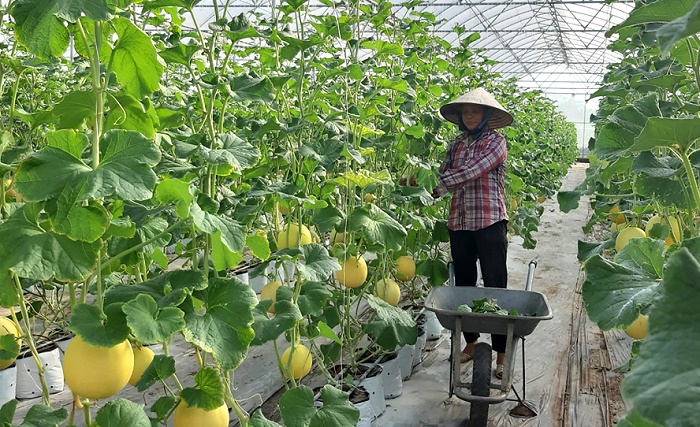 PG88 Trang chủ nhà cái top 1 sinh học ngành nông nghiệp trở thành một trong những động lực tăng trưởng mới của PG88 ⭐ Link trang chủ số 1 nhà cái PG88 com casino slot nông nghiệp đô thị. Ảnh minh họa