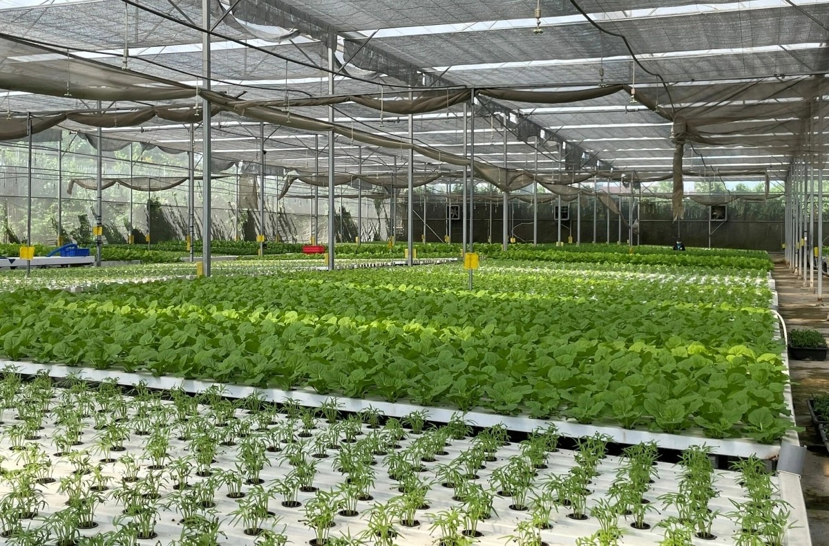Làm nông nghiệp sạch và bền vững, bao gồm các mô hình canh tác thông minh, là một trong những hướng tập trung của tín dụng xanh. Ảnh minh họa