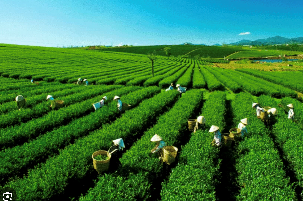 Pg88 com chính chủ chè 10 tháng suy giảm cả về lượng và giá trị