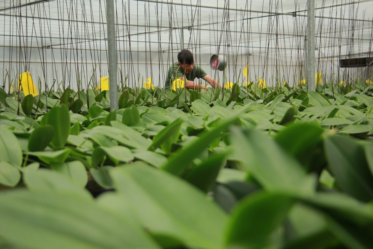 Hoa lan Hồ Điệp được chăm sóc trong khu nhà kính rộng 2.000m2