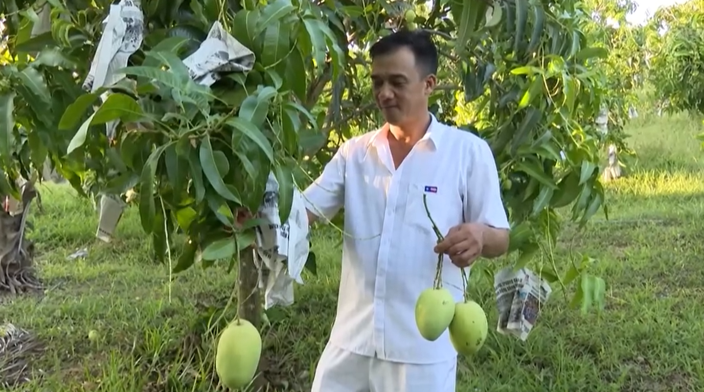 Anh Điền kiểm tra sự PG88 hơn 2,1 triệu thành viên của từng cây xoài trong vườn.