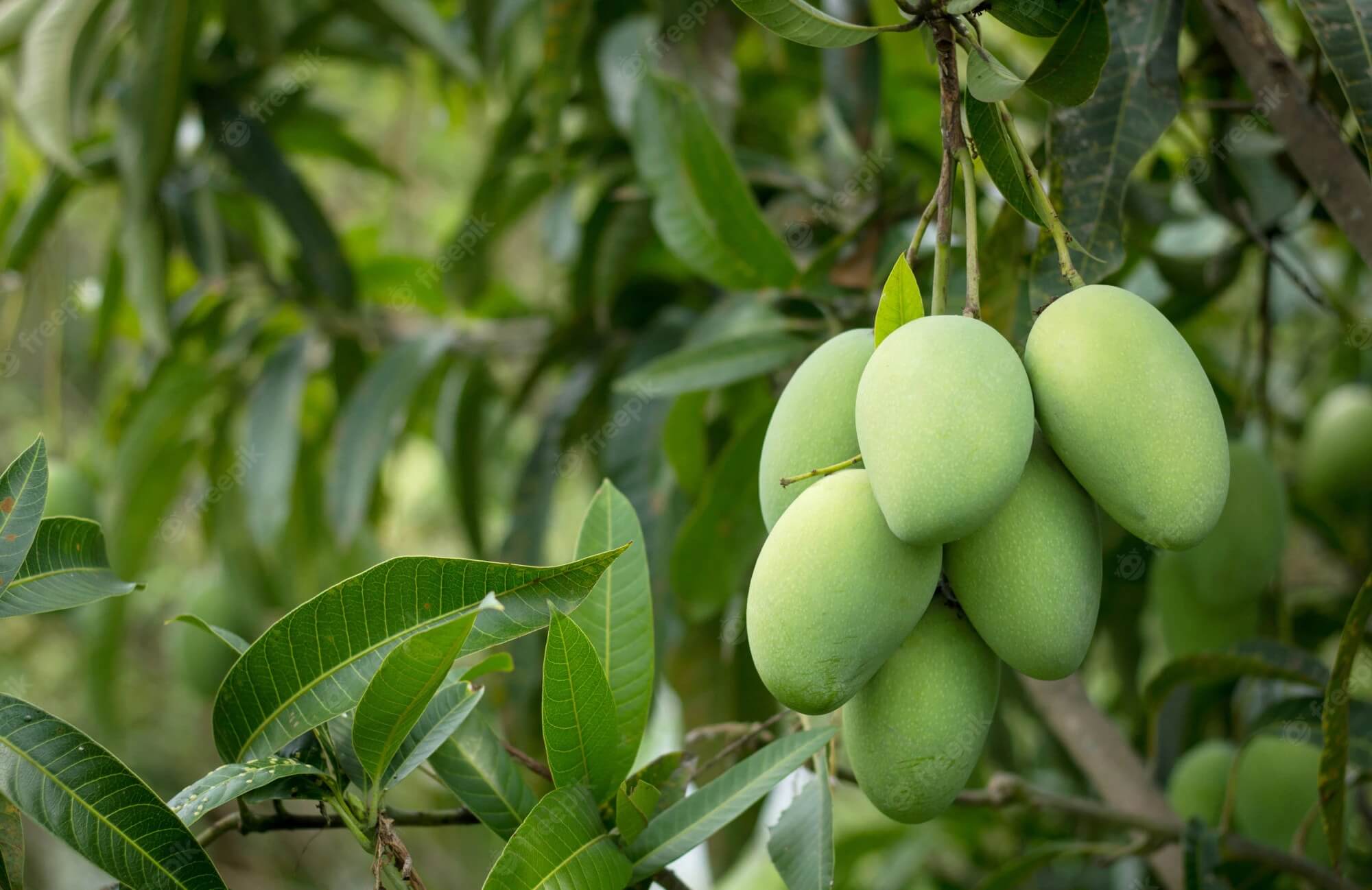 Xoài Tứ Quý giống xoài đặc biệt có thể ra hoa, đậu quả quanh năm, không phụ thuộc mùa vụ.