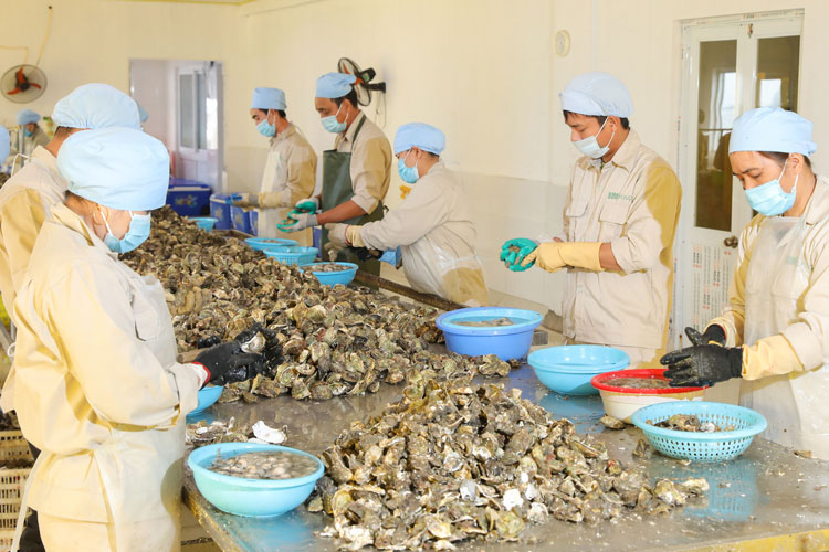 Việt Nam đang có cơ hội lớn để Pg88 com chính chủ hàu sang thị trường Nhật Bản.
