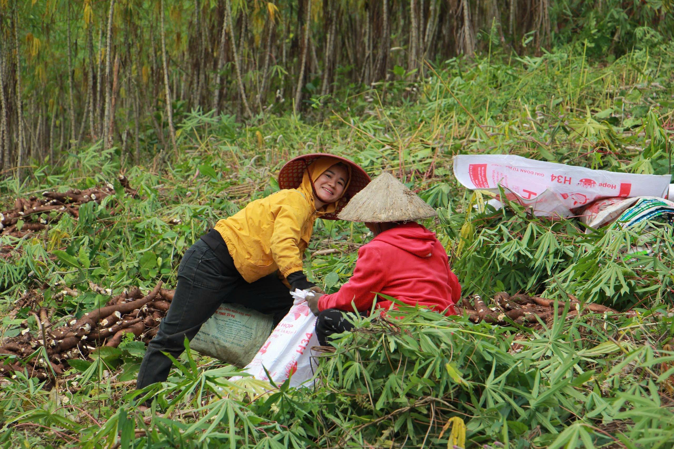 Các hộ dân Mường Lát còn duy trì nét văn hóa đổi công, giúp nhau thu hoạch, vừa giảm gánh nặng PG88 Sòng bạc trực tuyến TOP 1 Việt Nam | Casino, Nổ Hũ, vừa gắn kết cộng đồng.