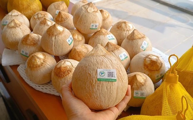 Với dừa uống nước, khoảng 10 - 15% sản lượng được sơ chế Pg88vnd link khuyến , còn lại là tiêu thụ tươi trên địa bàn cả nước.